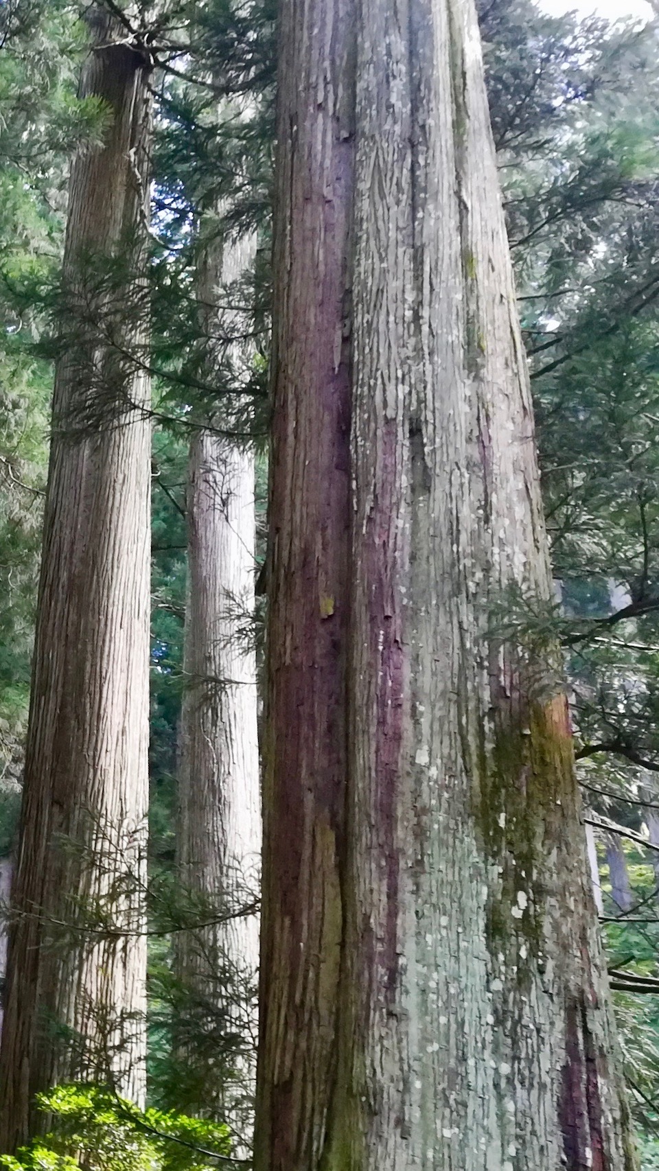 杉の木肌